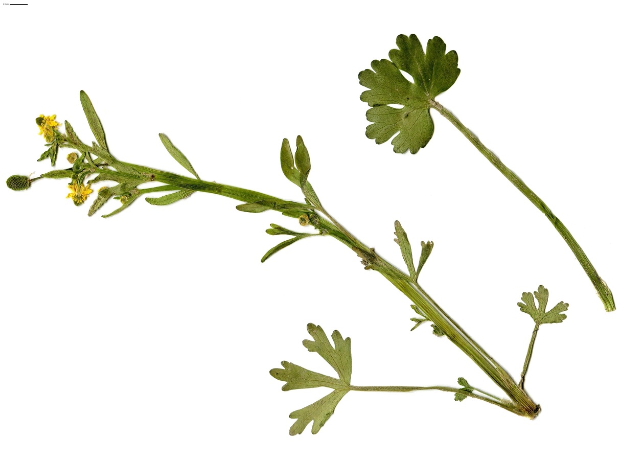 Ranunculus sceleratus subsp. sceleratus (Ranunculaceae)